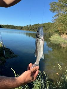 European Bass (Seabass)