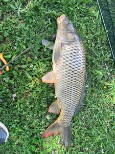 Common Carp