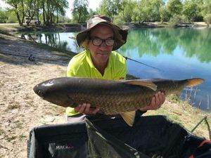 Common Carp