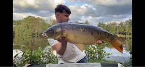 Mirror Carp