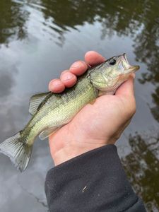 Largemouth Bass