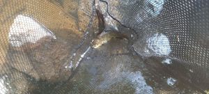 Black Bullhead
