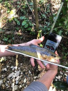 Brown Trout