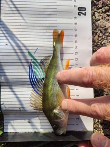 European Perch