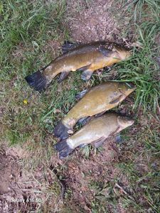 Tench