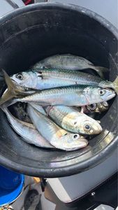 Atlantic Horse Mackerel