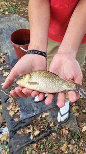 Crucian Carp