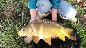 Leather Carp