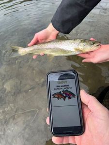 Brown Trout