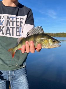 European Perch