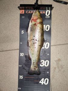 Rainbow Trout