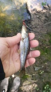 Gudgeon