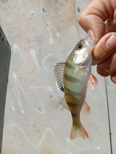 European Perch