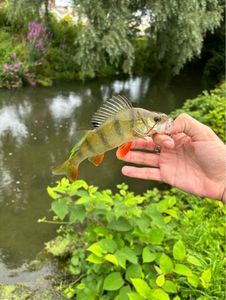 European Perch