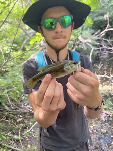 Smallmouth Bass