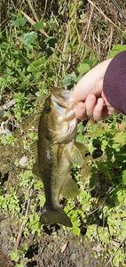 Largemouth Bass
