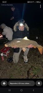 Common Carp