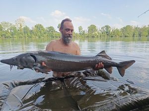Sturgeon