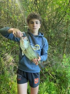 Largemouth Bass