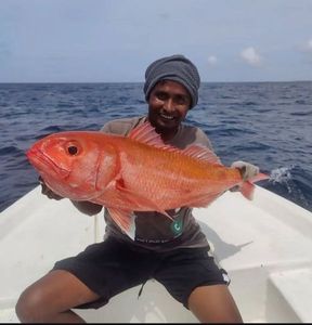 Rubby snapper