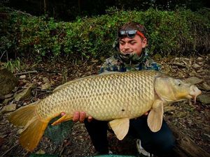 Common Carp