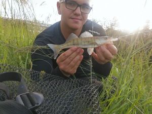 Zander