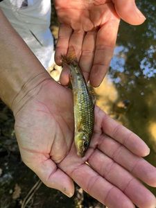 Gudgeon