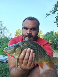 Common Carp