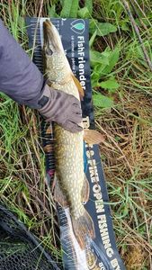 Northern Pike