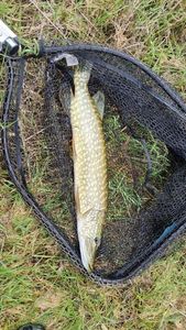 Northern Pike