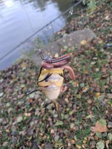 Black Bullhead