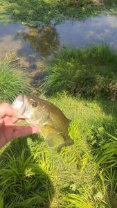 Largemouth Bass