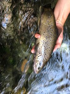 Brown Trout