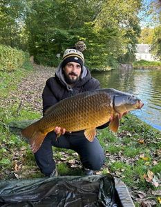 Common Carp