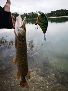 Northern Pike
