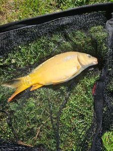 Leather Carp