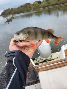 European Perch