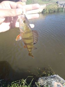 European Perch