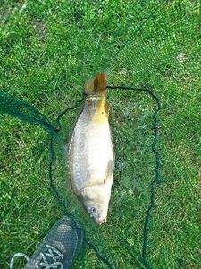 Grass Carp