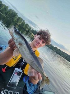 Zander