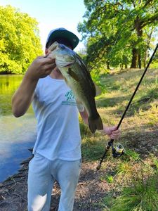Largemouth Bass