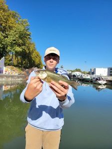 Largemouth Bass