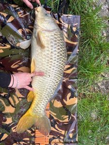 Common Carp