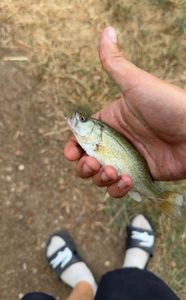 Largemouth Bass