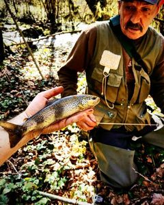 Brown Trout