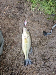 Largemouth Bass