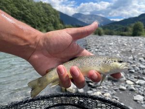 Brown Trout