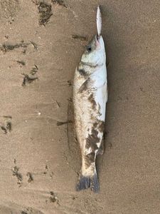 European Bass (Seabass)
