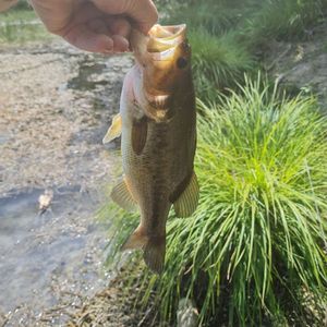 Largemouth Bass