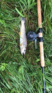 Brown Trout